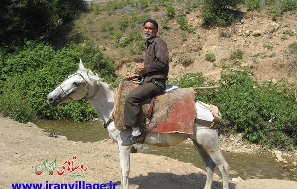 عکس اسب روستایی