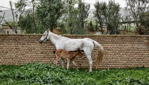 عکس اسب روستایی