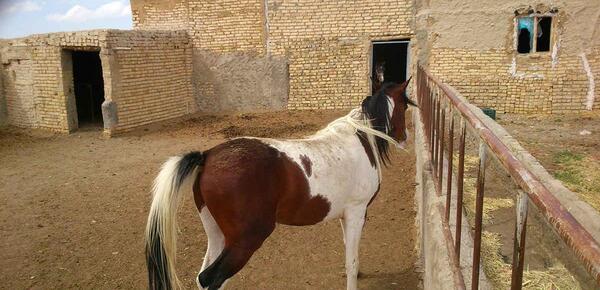 عکس اسب روستایی