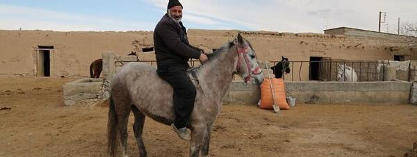 عکس اسب روستایی
