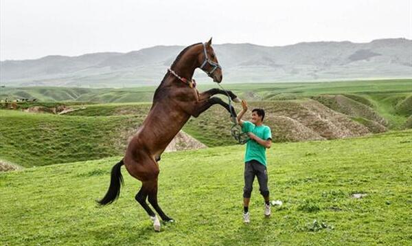 عکس اسب روستایی