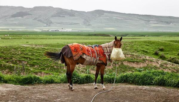 عکس اسب روستایی
