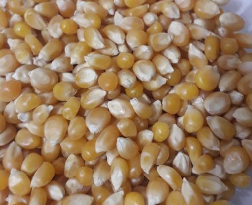 عکس ذرت پاپ کورن