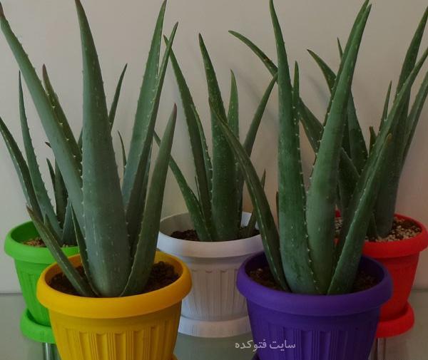 عکس گل آلوئه ورا
