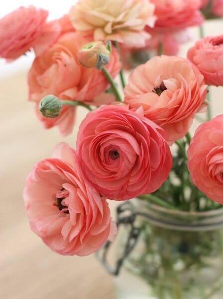 عکس گل های زیبا