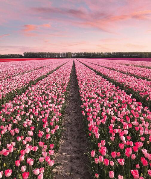 عکس گل های زیبا