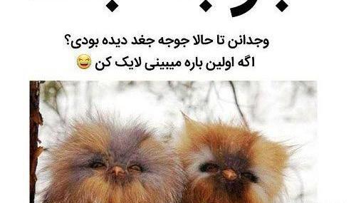 عکس لایک خور اینستا