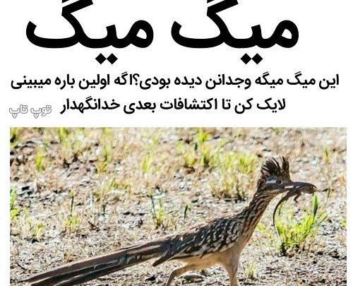 عکس لایک خور اینستا