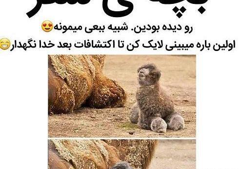 عکس لایک خور اینستا