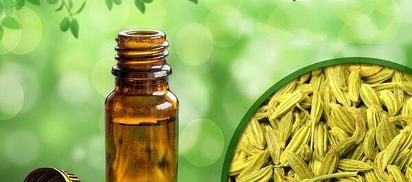 عکس روغن رازیانه