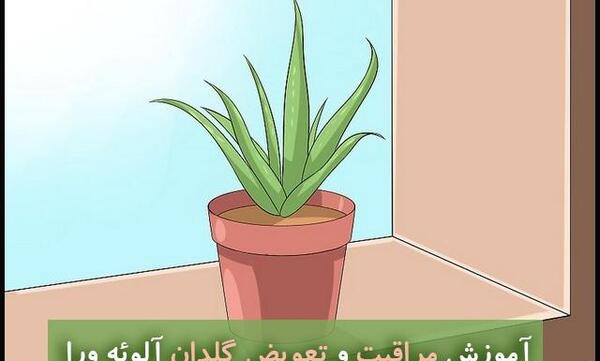 عکس شکوفه آلوورا
