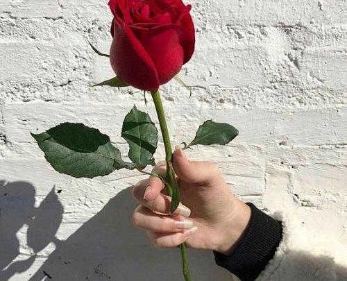 عکس گل رز فیک