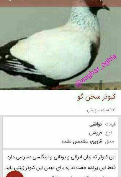 عکس نوشته طنز قزوینی