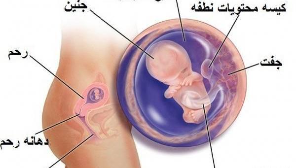 عکس بارداری ماه اول