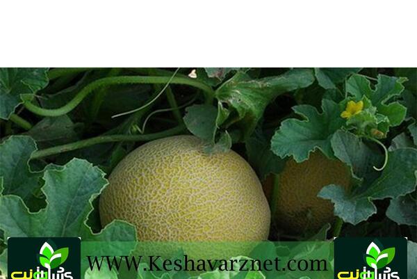 عکس میوه جانان