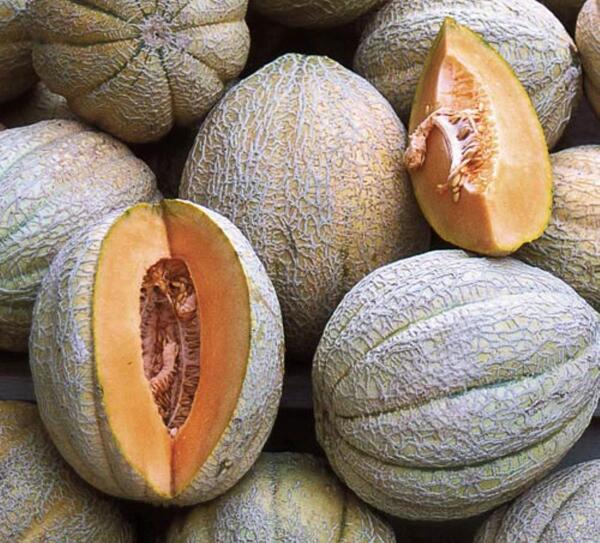 عکس میوه جانان