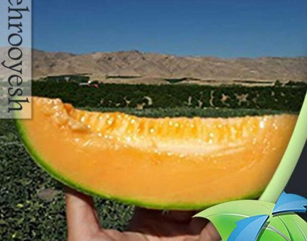 عکس میوه جانان