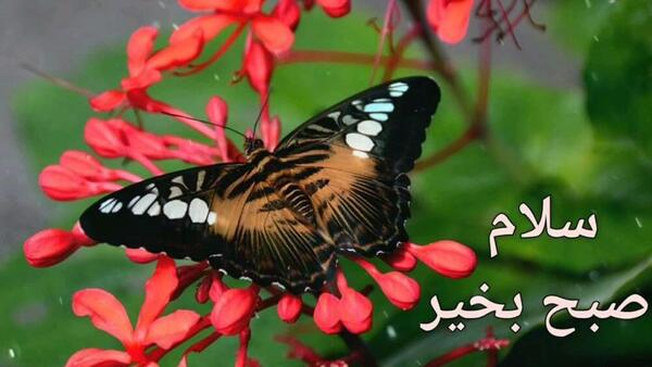 عکس استیکر صبح
