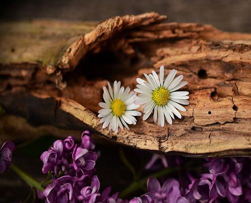 طبیعت عکس گل برای پروفایل واتساپ