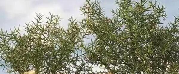 عکس گیاه خار شتر