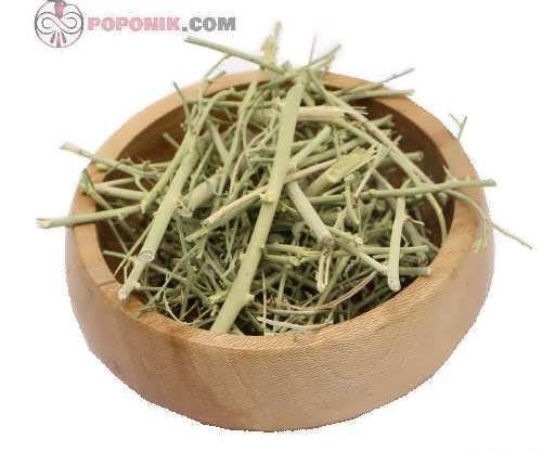 عکس گیاه خار شتر