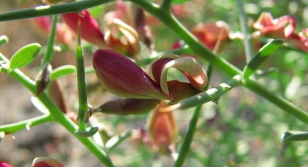 عکس گیاه خار شتر