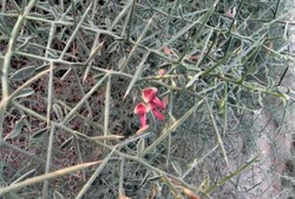 عکس گیاه خار شتر