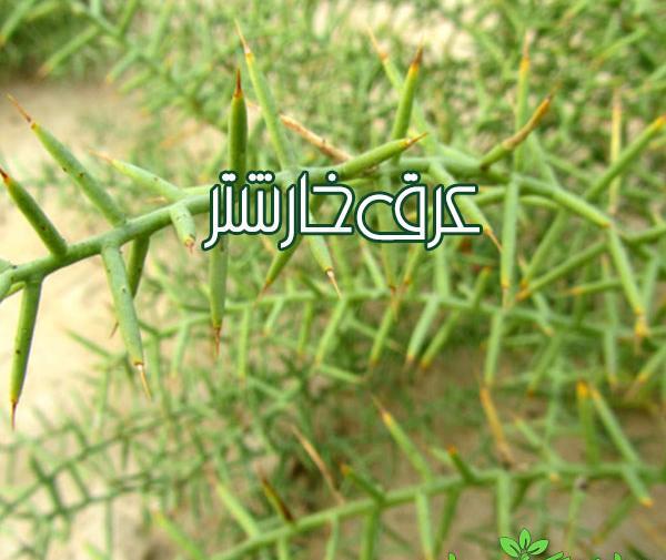 عکس گیاه خار شتر