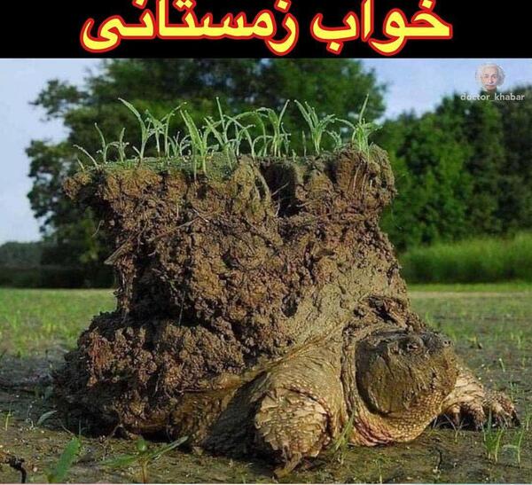 عکس لاک پشت گازگیر