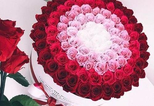 عکسهای گلهای زیبای رز