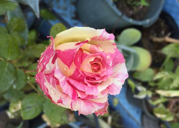 عکس گل رز گورخری