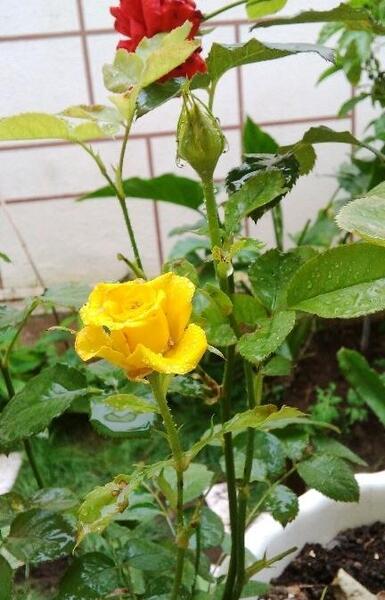 عکس گل رز گورخری
