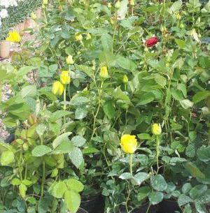 عکس گل رز گورخری