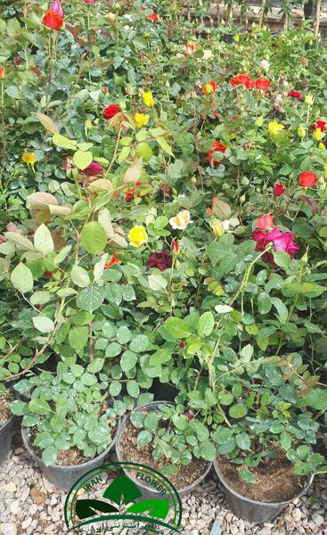 عکس گل رز گورخری