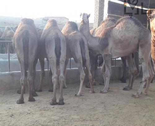 عکس شتر سندی