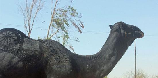 عکس شتر سندی