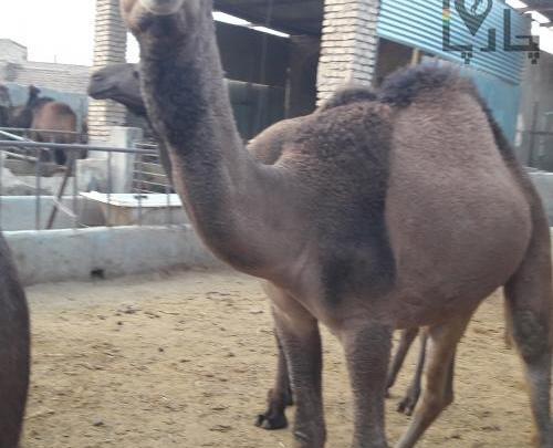 عکس شتر سندی