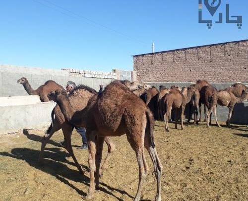 عکس شتر سندی