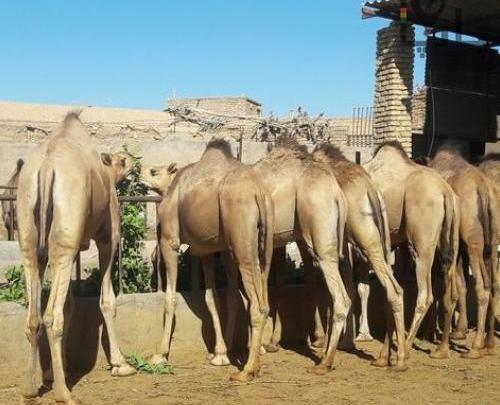 عکس شتر سندی