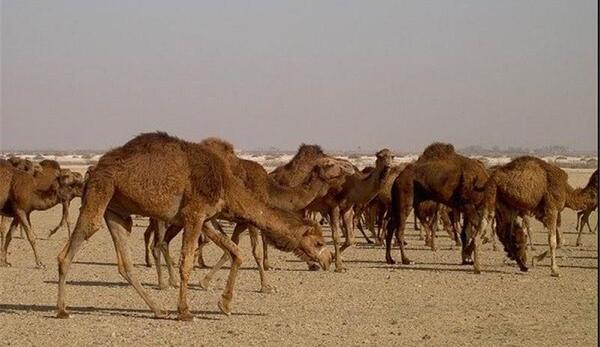 عکس شتر سندی