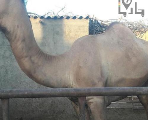 عکس شتر سندی