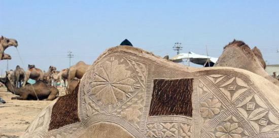عکس شتر سندی