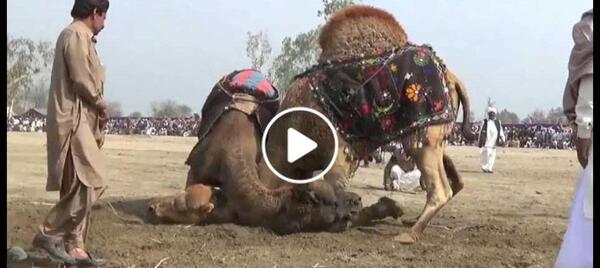 عکس شتر سندی