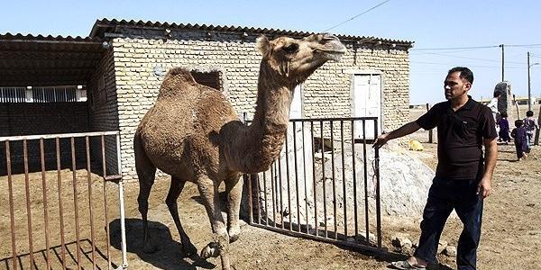 عکس شتر سندی