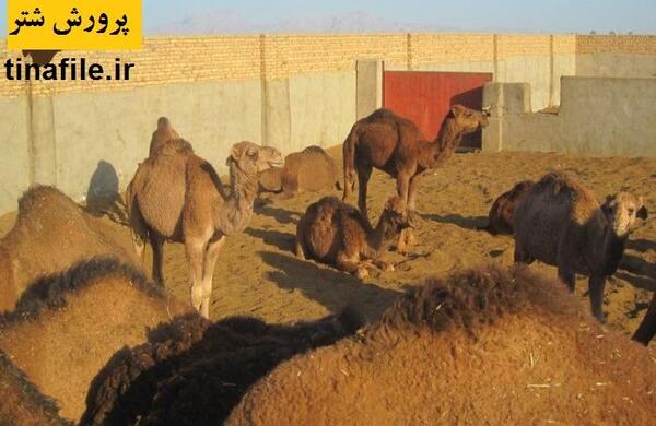 عکس شتر سندی