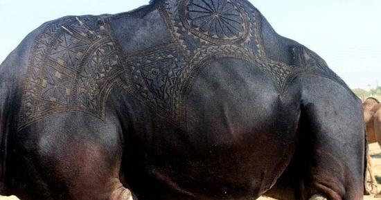 عکس شتر سندی