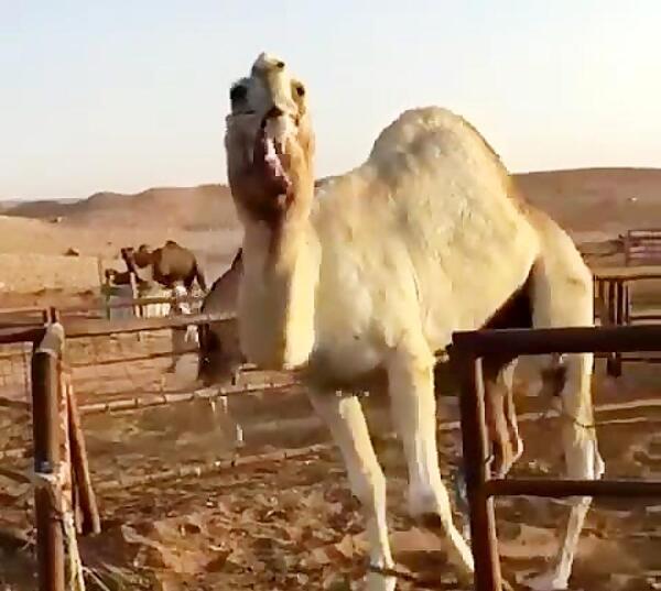 عکس شتر سندی