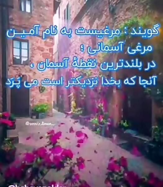 عکس نوشته مرغ آمین درد آلودیست