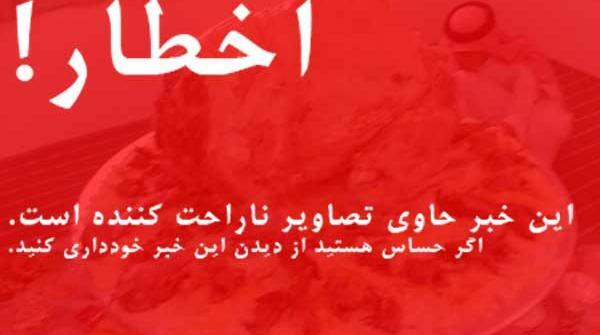 عکس شتر شکم پر