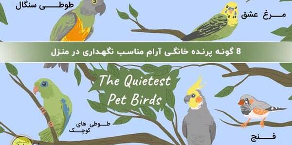 عکس طوطی زینتی